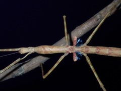 Phasmotaenia