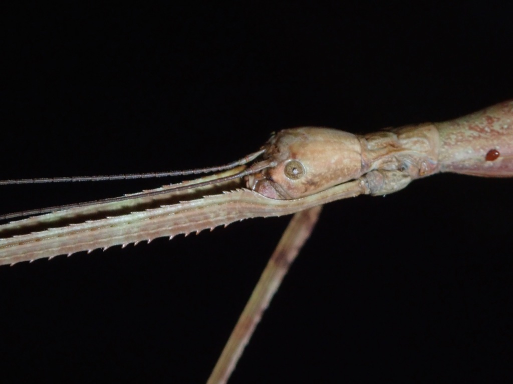 Phasmotaenia sanchezi