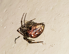 Tidarren sisyphoides