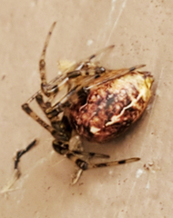 Tidarren sisyphoides