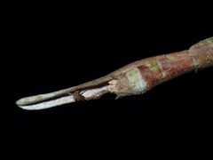 Phasmotaenia