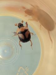 Bolbocerosoma farctum