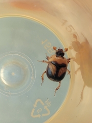 Bolbocerosoma farctum