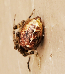 Tidarren sisyphoides