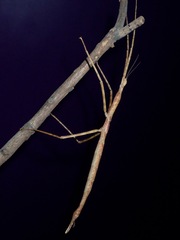 Phasmotaenia