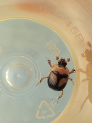 Bolbocerosoma farctum