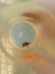 Bolbocerosoma farctum