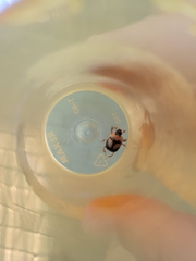 Bolbocerosoma farctum