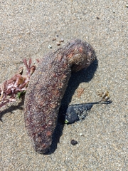 Astichopus multifidus