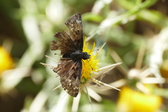 Erynnis tristis