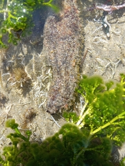 Astichopus multifidus