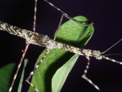 Rhamphosipyloidea berenice