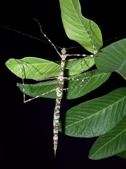 Rhamphosipyloidea berenice