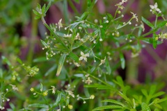 Galium fendleri