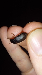 Harpalus rufipes