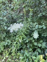 Daucus carota