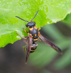 Parancistrocerus fulvipes