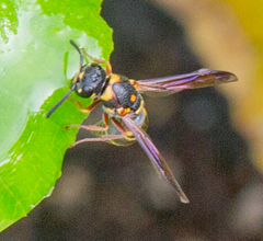 Parancistrocerus fulvipes