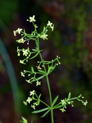 Galium fendleri