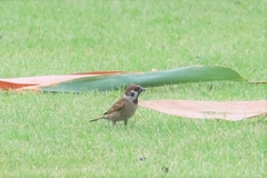 Passer montanus malaccensis