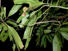 Pharnacia ponderosa