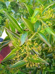 Viburnum cassinoides image