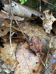 Craugastor mexicanus