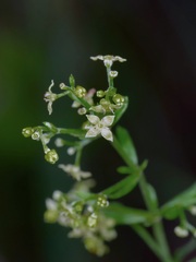 Galium fendleri