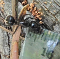 Camponotus laevissimus