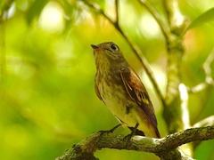 Muscicapa williamsoni