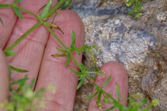 Galium fendleri