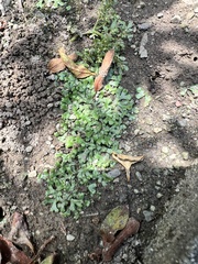 Marchantia emarginata