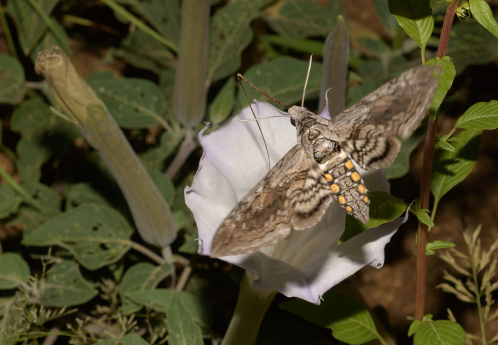 Five Spotted Hawk Moth From Pima County Az Usa On August 13 2022 At