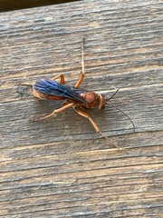 Tachypompilus unicolor