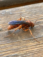 Tachypompilus unicolor