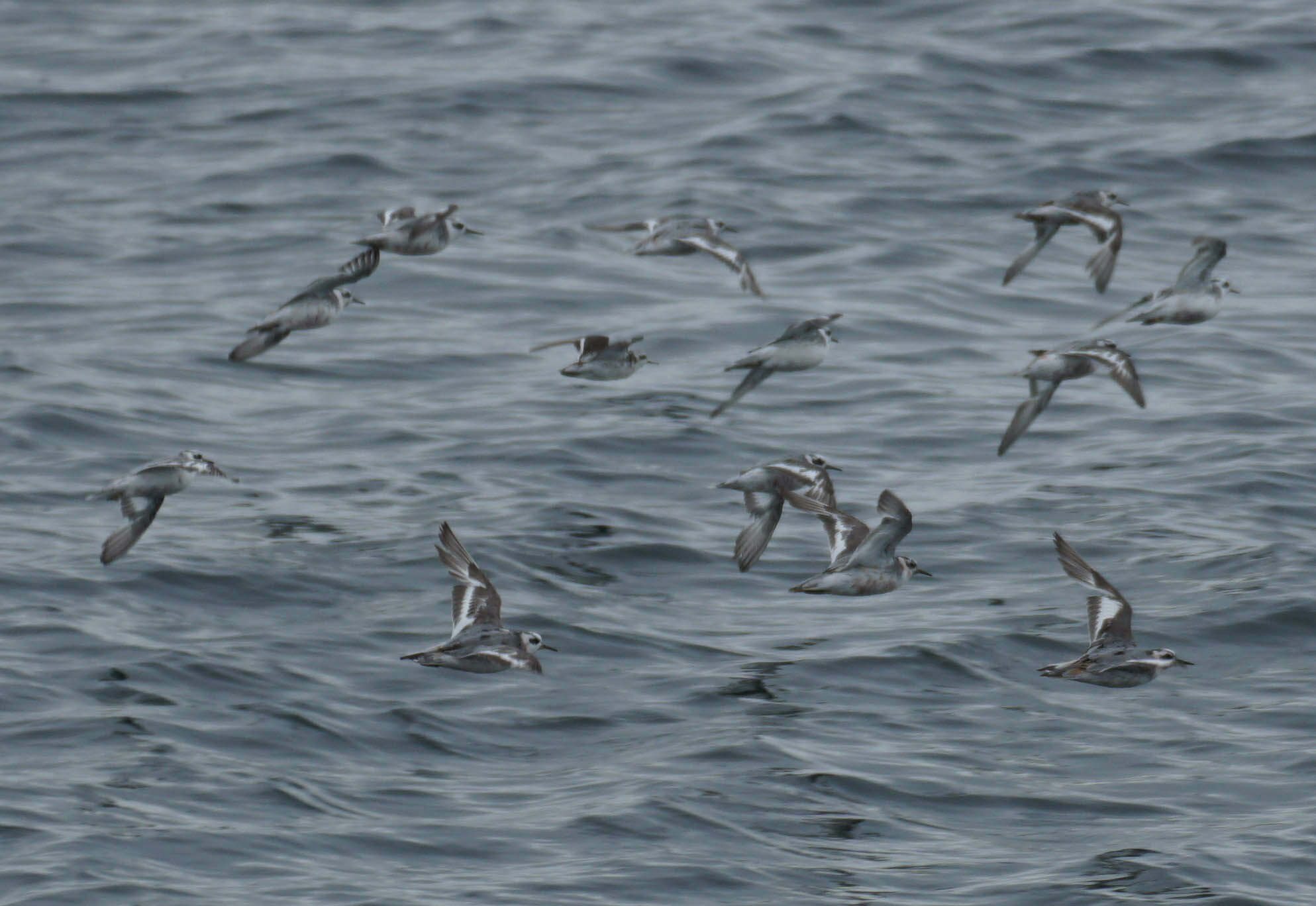 Red Phalarope