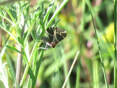 Stamnodes fervefactaria