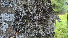 Parmelia submontana