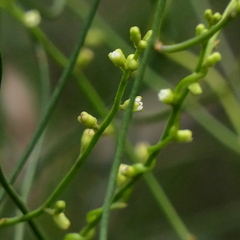 Cassytha paniculata