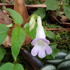 Henckelia anachoreta