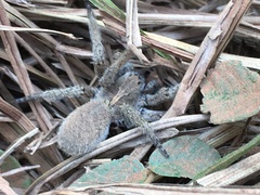 Centroctenus brevipes