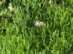 Stamnodes fervefactaria