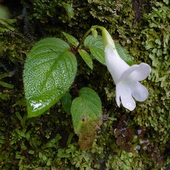 Henckelia anachoreta