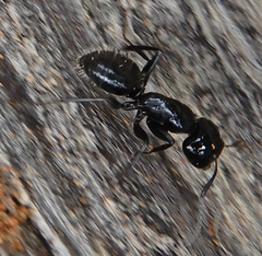 Camponotus laevissimus