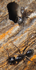 Camponotus laevissimus