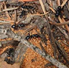 Camponotus laevissimus