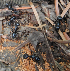 Camponotus laevissimus