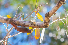 Lepidocolaptes squamatus