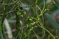 Cassytha paniculata