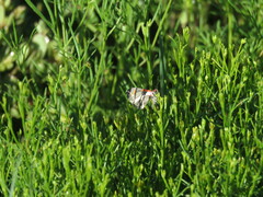 Stamnodes fervefactaria
